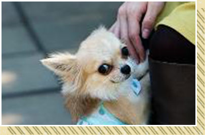 ワンちゃんと一緒プラン